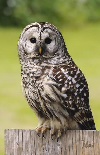 Barred Owl © Bob Belhouse