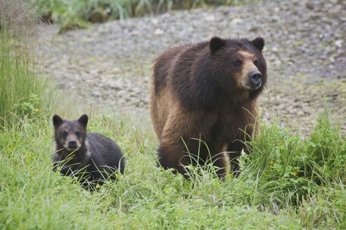 Brown Bear and Cub © Bruce Whittington