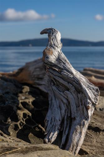 Driftwood Crow © Doug Currie