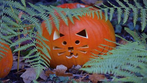 Purrfect Pumpkin © Lindsey Woods