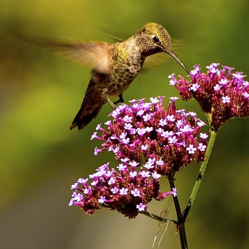 Hummingbird © Rick Fraser