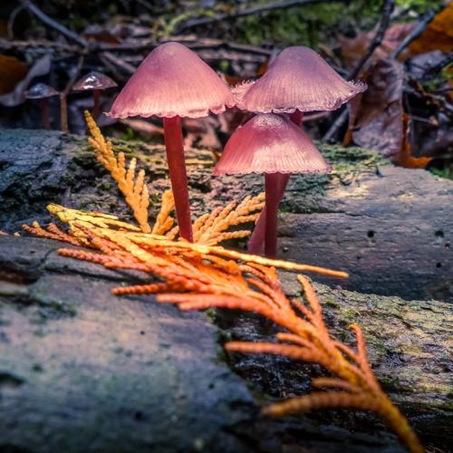 Mushroom Time © Pat Haugen
