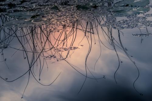 Lily Pads Chemainus Lake © Pat Haugen