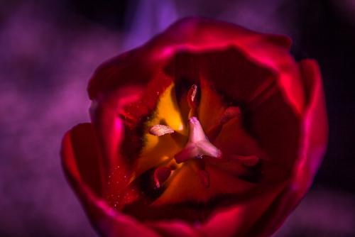 Tulip Dust © Betty Todd