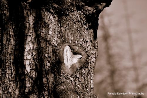 Wooden Heart © Pamela Davidson