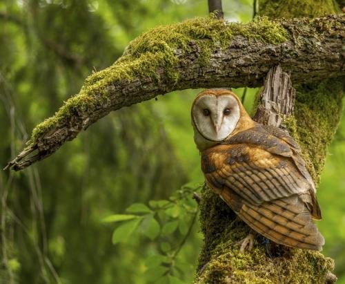 Barn Owl © Roger Woods