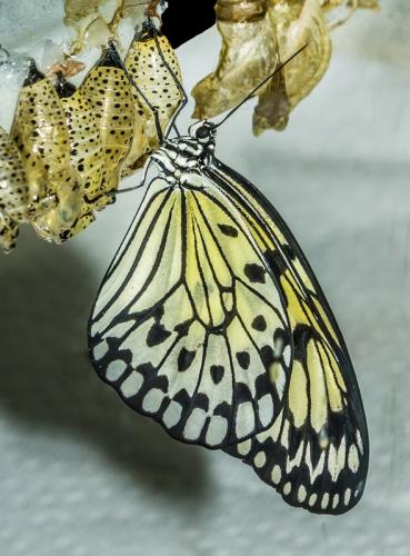 Butterfly © Terry Jones