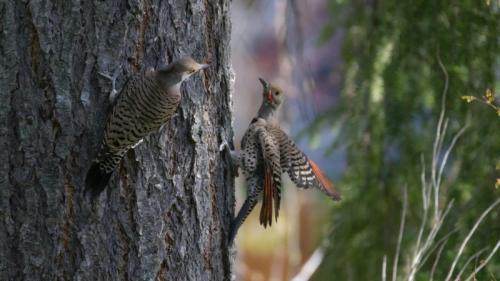 Male Northern Flickers © Doug Currie