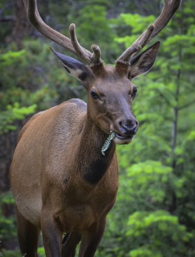 Jasper Elk with Fern © Charlie Schaal