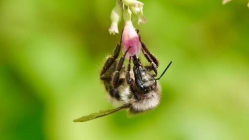 Pollinator © Linda McBride