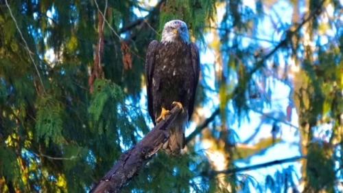 Bald Eagle Stare © Linda McBride