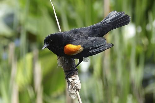Red-winged Blackbird © Pat Haugen