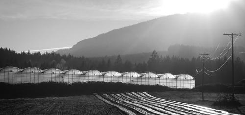 Greenhouses After © Pat Haugen