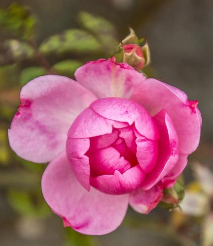 Last of Fall Roses © Betty Todd