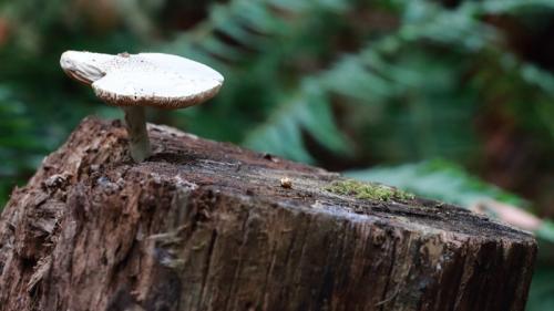 Forest Fungus © Amanda Rohne