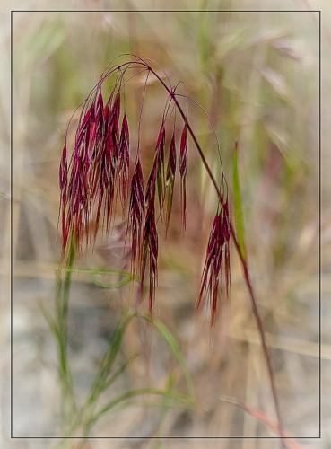 SOOC 2 – Red Grass © Pat Haugen