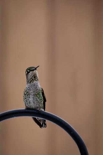 Hummingbird © Doug Currie