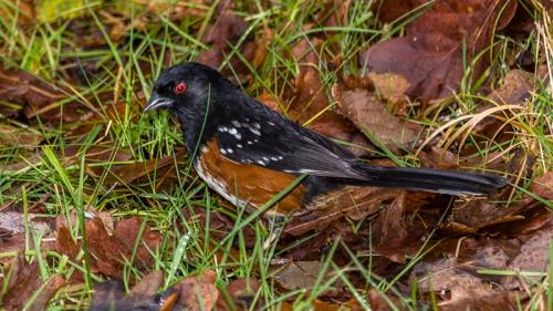 Spotted Towhee © Terry Jones