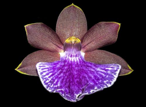Orchid 2 © Terry Jones