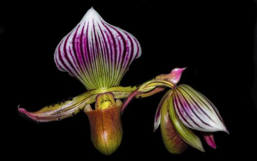 Orchid © Terry Jones