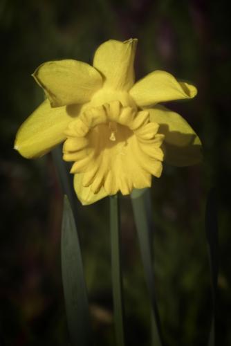 Daffodil © Pat Haugen