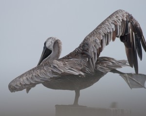 Pelican © Brian Clemens