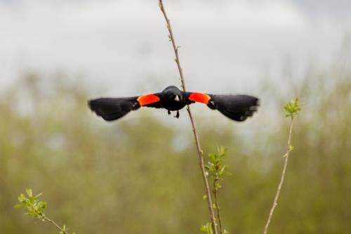Red Winged Blackbird © Terry Jones