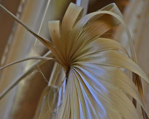 Palm Fan © Lindsey Woods