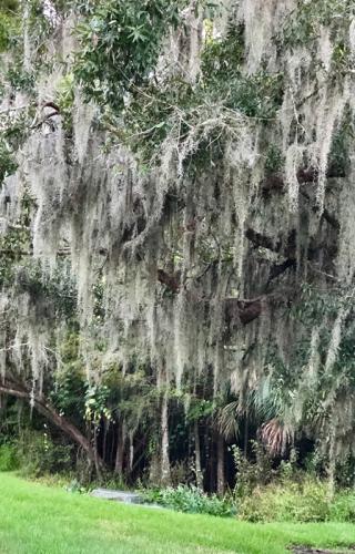 Spanish moss trees, Florida © Linda McBride