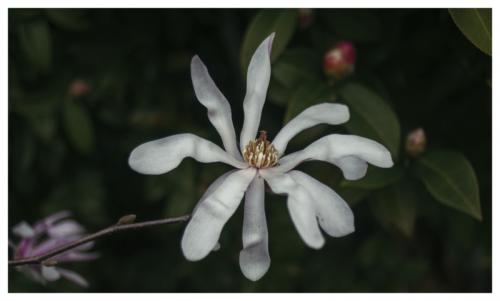 Magnolia © Len Gatey