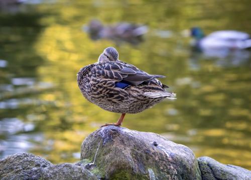 Mallard Duck on Rock @ Linda McBride