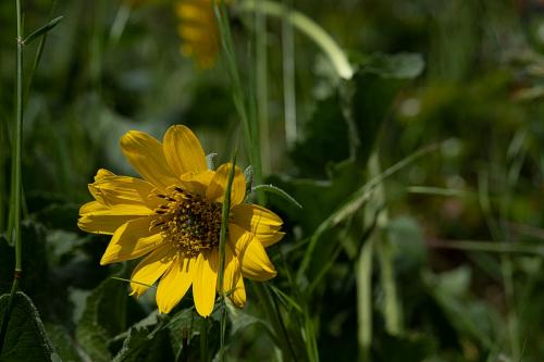 SOOC 1 -  Yellow Flower © Mary Sanseverino