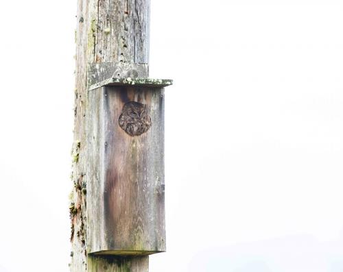 Screech Owl © Cim MacDonald