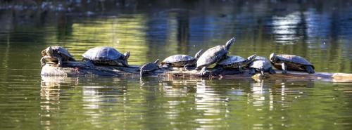 Turtles on a Log @ Linda McBride